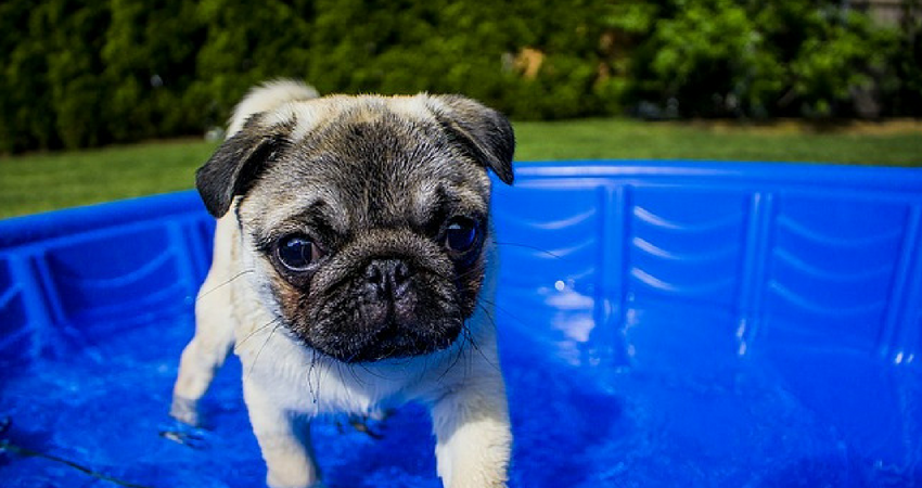 little pug swimming